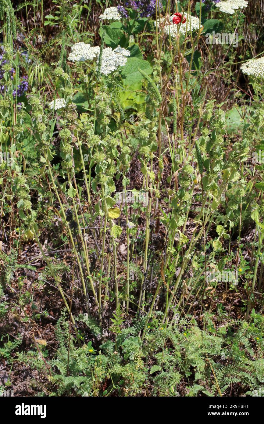 Marrubium vulgare, Lamiaceae. Wild plant shot in summer. Stock Photo