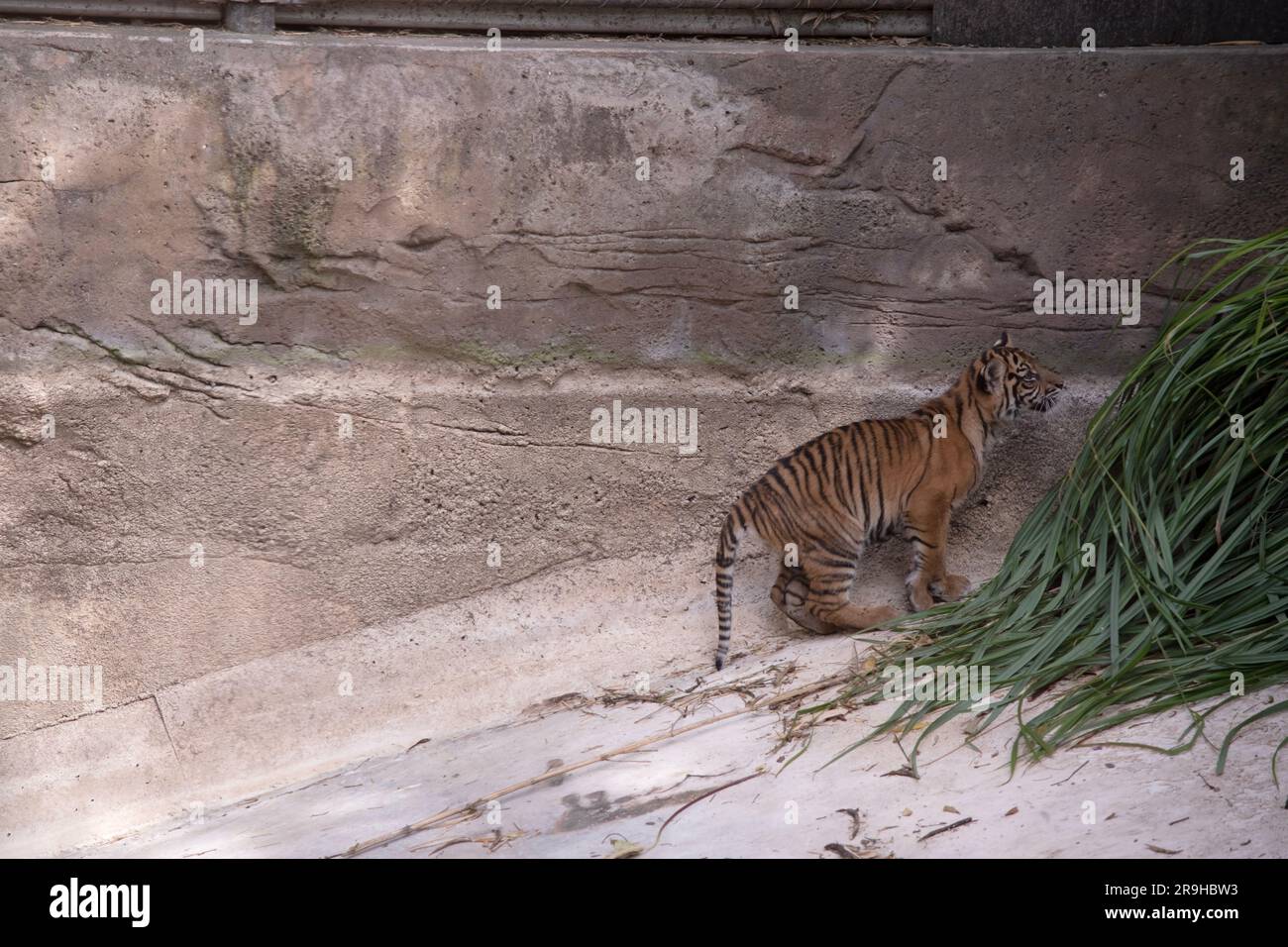 Three newborn white tiger cubs roar at Hangzhou Safari Park in Hangzhou  city, east Chinas Zhejiang province, 31 May 2014. Three newborn white tiger  Stock Photo - Alamy