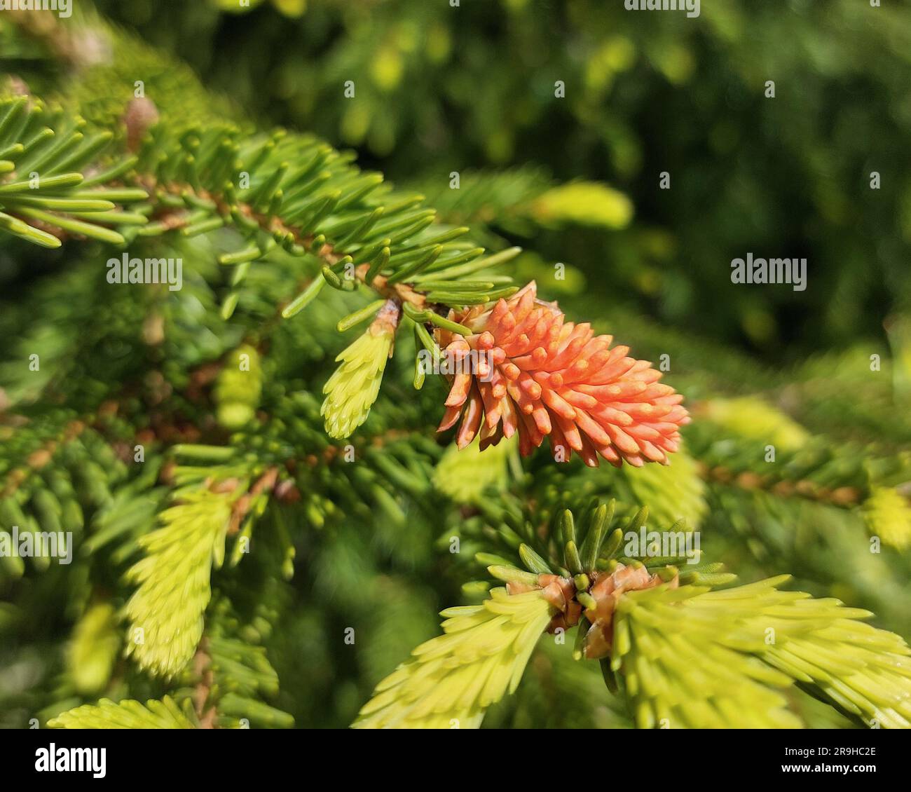 Spruce tip rust (Chrysomysa species) infection in a spruce tree. Stock Photo