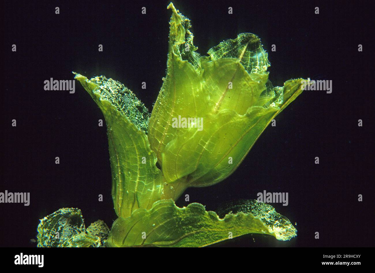 Shining pondweed ( (Potamogeton lucens), Baden-Wuerttemberg, Germany, Europe Stock Photo