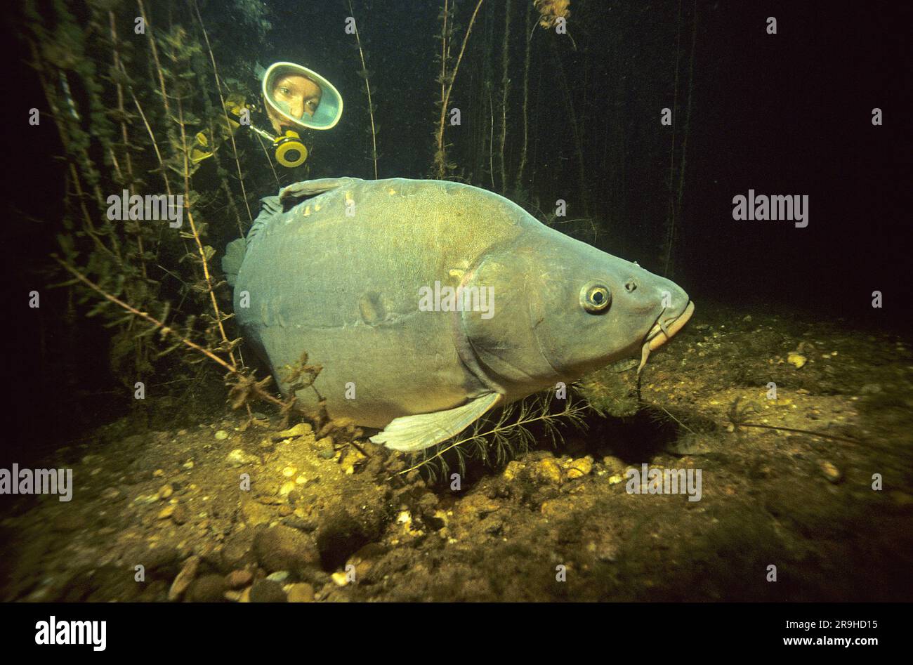 Scuba diver and European carp (Cyprinus carpio), Baden-Wuerttemberg, Deutschland, Europe Stock Photo