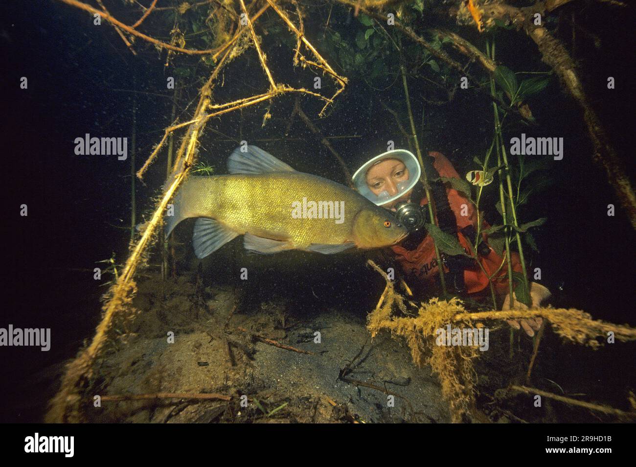 Scuba diver discovers a Gold tench, Tench (Tinca tinca), family carps (Cyprinidae), Baden-Wuerttemberg, Germany, Europe Stock Photo