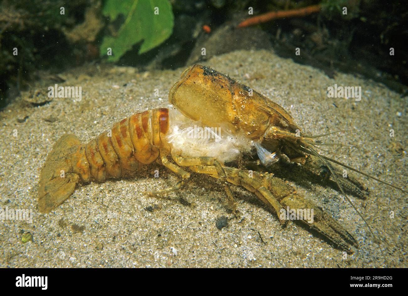 Empty hull of a River crayfish (Orconectes limosus), molting, Baden-Wuerttemberg, Germany, Europe Stock Photo