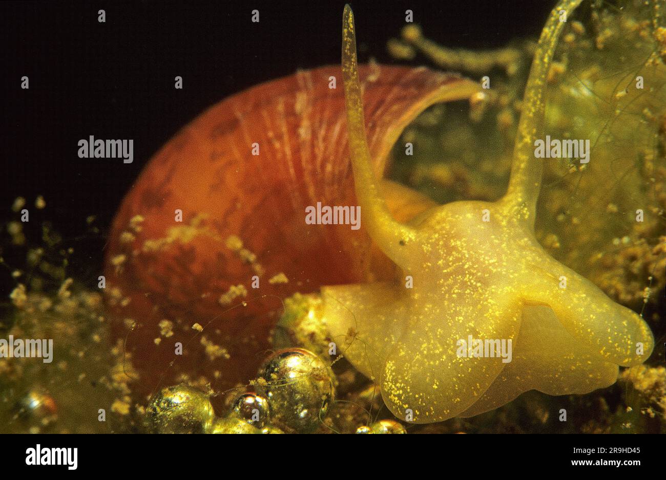Freshwater slug, wandering snail (Lymnaea stagnalis), Baden-Wuerttemberg, Deutschland, Europe Stock Photo