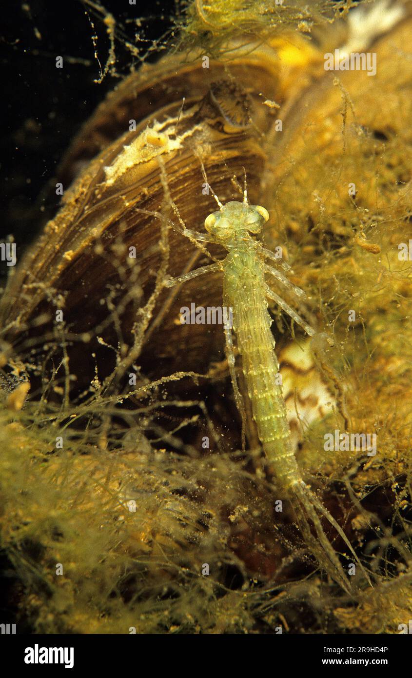 Dragonfly larva (Coenagrion sp.) and Freshwater shell (Dreissena polymorpha), Baden-Wuerttemberg, Germany, Europe Stock Photo