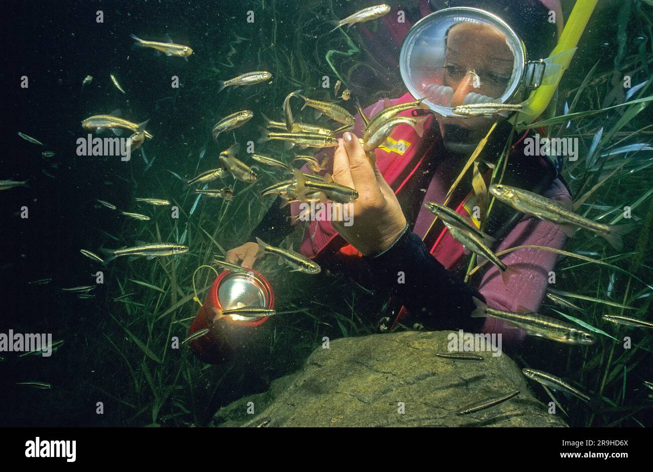 Scuba diver feeds minnows (Phoxinus phoxinus), Gosau lake, Salzkammergut, Austria Stock Photo