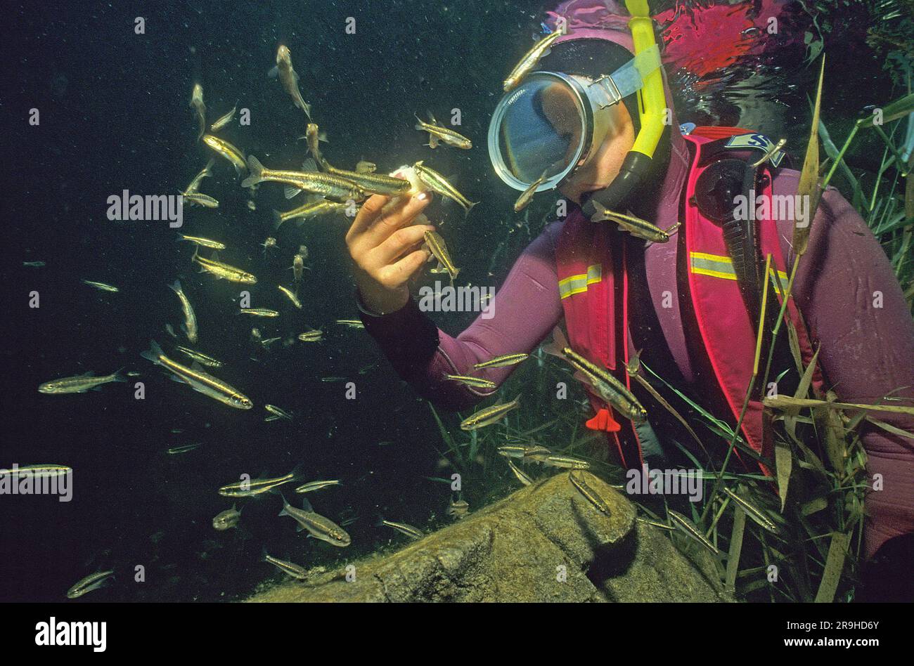 Scuba diver feeds minnows (Phoxinus phoxinus), Gosau lake, Salzkammergut, Austria Stock Photo
