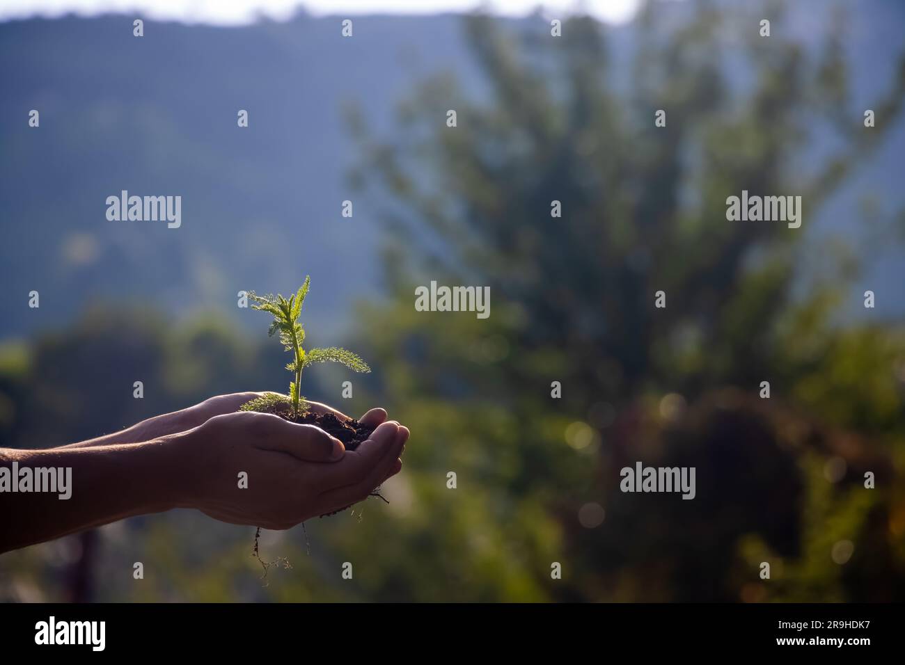 holding young plant with sunlight on green nature background. concept eco earth day Stock Photo