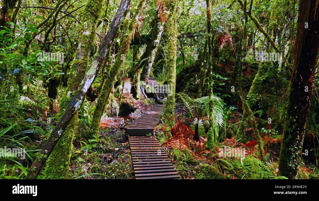 Walkway jungle fern lush hi-res stock photography and images - Alamy