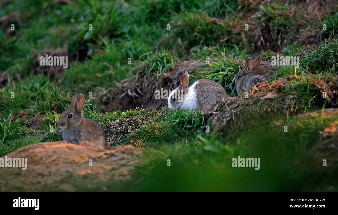 Distinctive young rabbit outside the warren Stock Photo