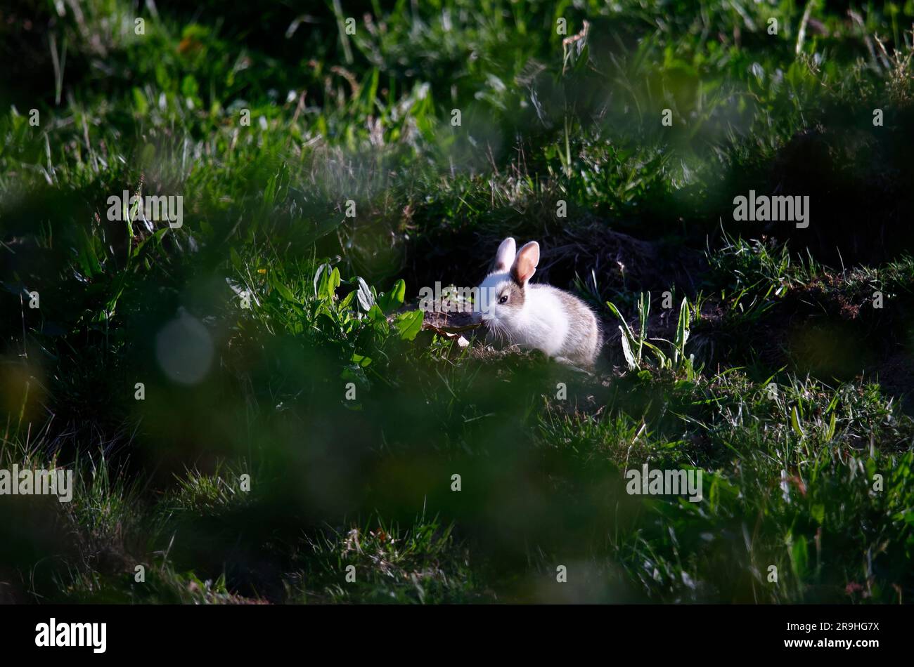 Distinctive young rabbit outside the warren Stock Photo