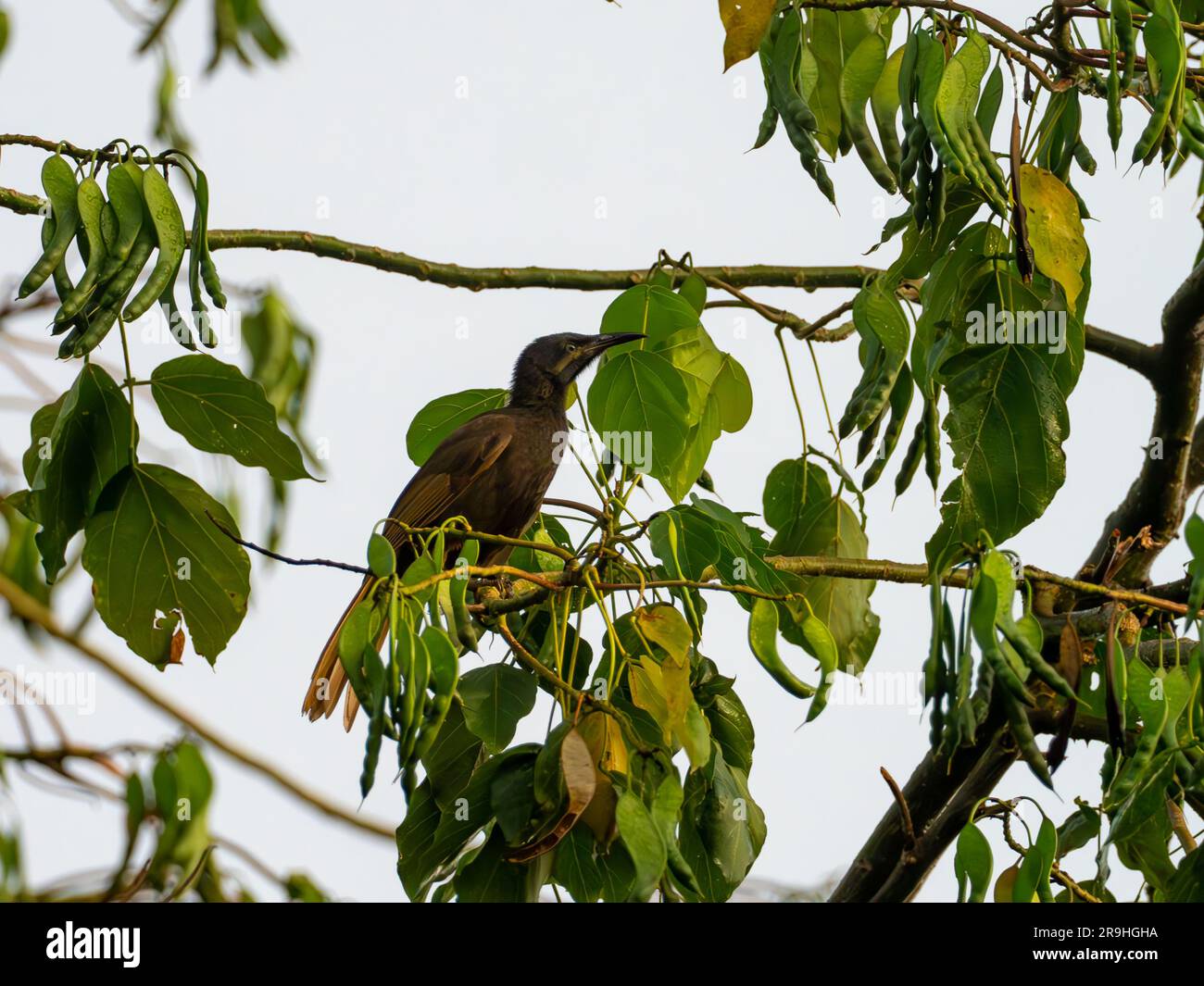 Mao, Gymnomyza samoensis, an endemic honeyeater bird found only in