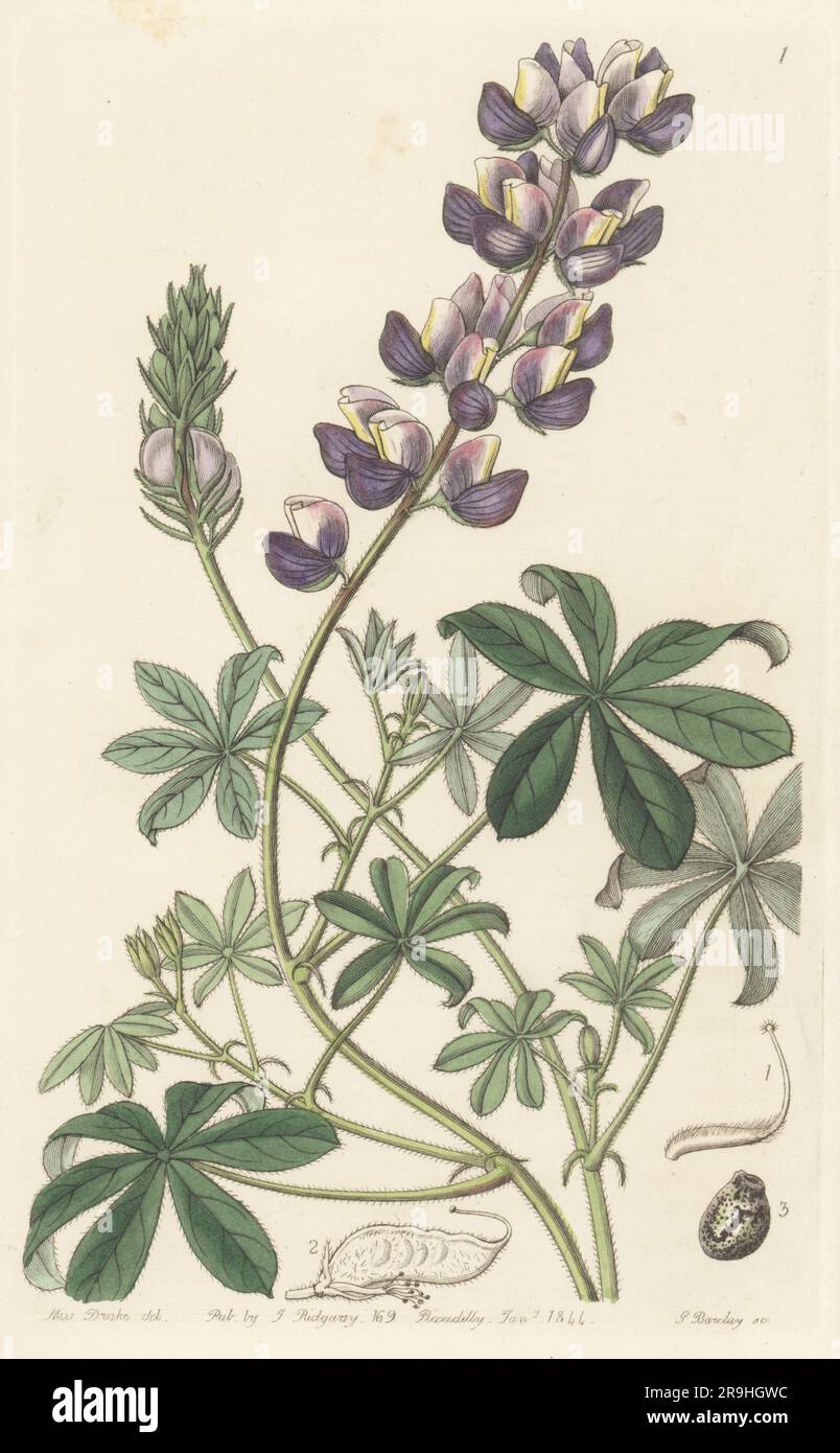 Field Peruvian lupine or lupin, Lupinus arvensis. Found in corn field near Loxa, Peru, by plant hunter Karl Theodor Hartweg and grown in the Horticultural Society gardens. Handcoloured copperplate engraving by George Barclay after a botanical illustration by Sarah Drake from Edwards’ Botanical Register, continued by John Lindley, published by James Ridgway, London, 1844. Stock Photo