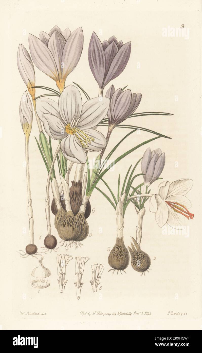 Autumnal crocuses, Croci autumnales. Crocus pulchellus 1, Crocus longiflorus 2, Crocus odorus 3, Crocus thomasianus 4, Crocus pallasianus 5, and Crocus cartwrightianus 6. Handcoloured copperplate engraving by George Barclay after a botanical illustration by Sarah Drake from Edwards’ Botanical Register, continued by John Lindley, published by James Ridgway, London, 1844. Stock Photo
