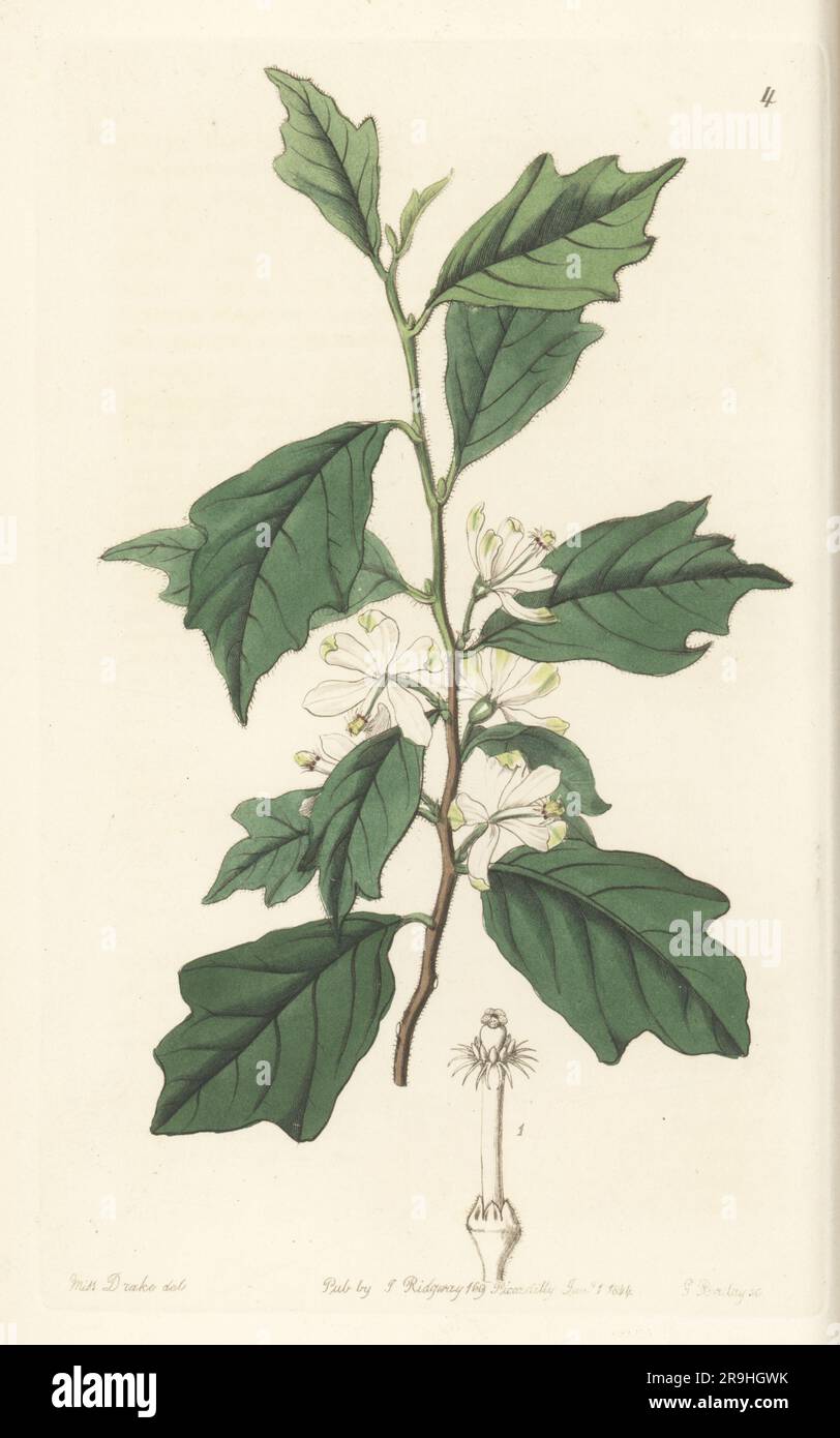 Turraea heterophylla. Stove plant found by plant hunter Thomas Whitfield in Sierre Leone and sent to the Duke of Devonshire at Chiswick House. Lobed turraea, Turraea lobata. Handcoloured copperplate engraving by George Barclay after a botanical illustration by Sarah Drake from Edwards’ Botanical Register, continued by John Lindley, published by James Ridgway, London, 1844. Stock Photo