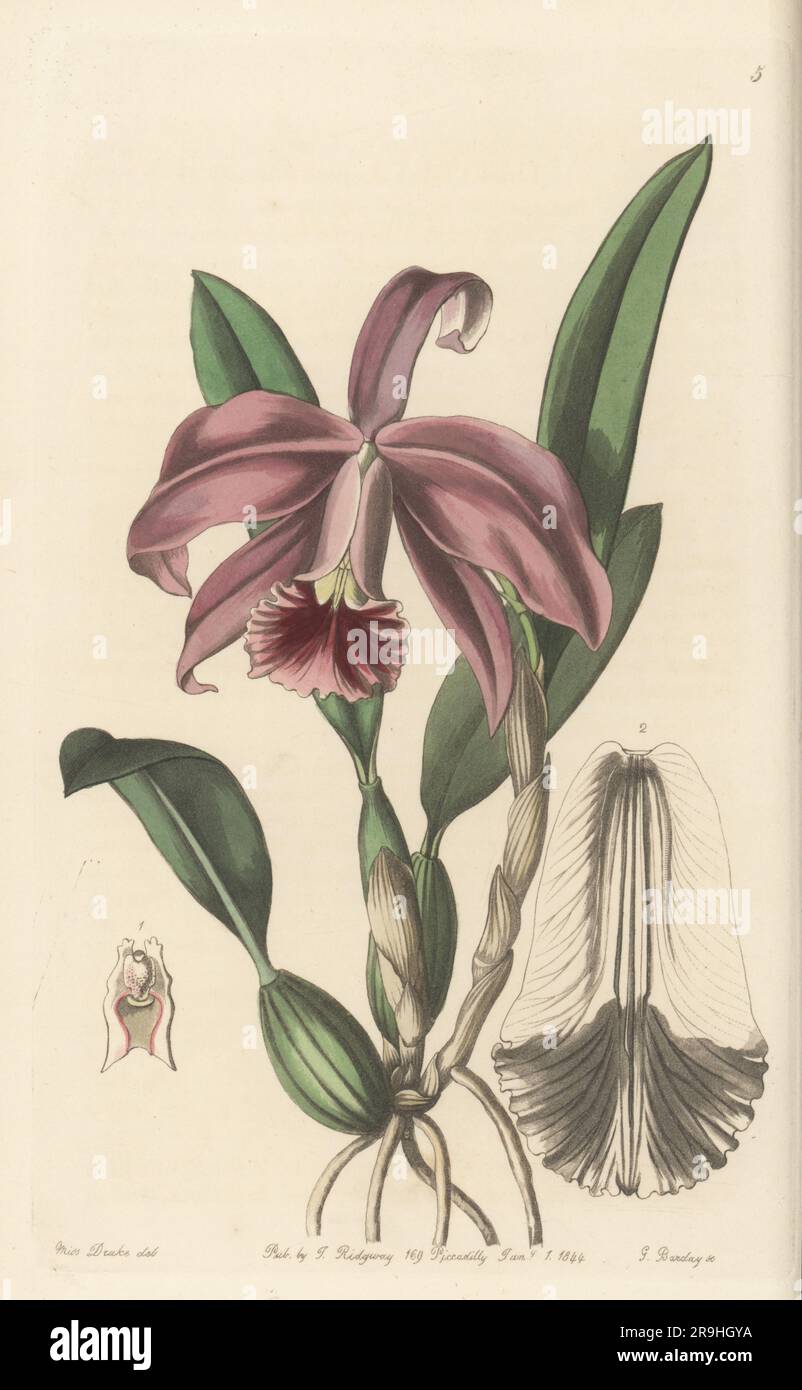 Bordered dwarf cattleya or dwarf sophronitis orchid, Cattleya pumila. Imported from Brazil and raised by nurseryman George Loddiges. Handcoloured copperplate engraving by George Barclay after a botanical illustration by Sarah Drake from Edwards’ Botanical Register, continued by John Lindley, published by James Ridgway, London, 1844. Stock Photo