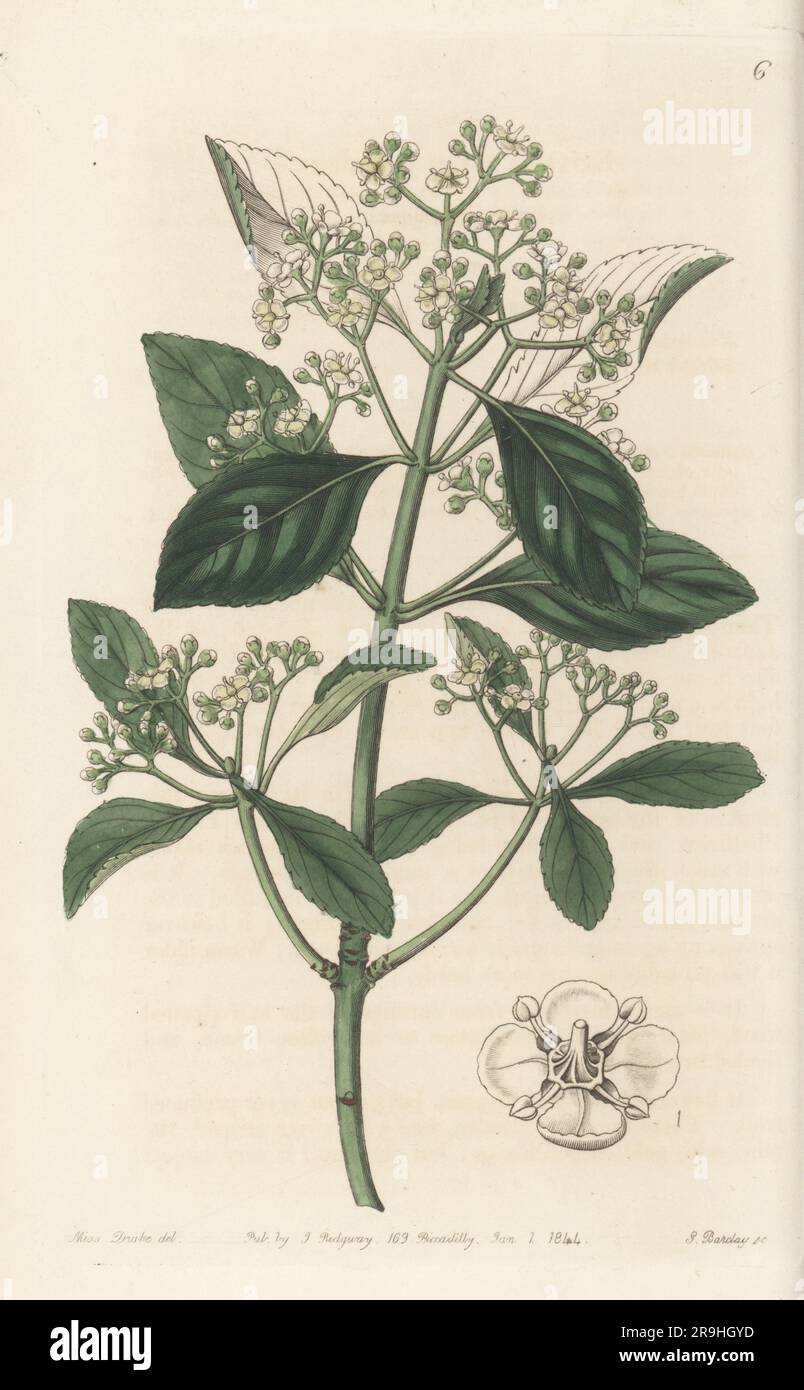 Fortune's spindle, winter creeper or wintercreeper, Euonymus fortunei. Also known as tsurumasaki and Chinese box. Named for Scottish plant hunter Robert Fortune. Japan euonymus, Euonymus japonicus. Handcoloured copperplate engraving by George Barclay after a botanical illustration by Sarah Drake from Edwards’ Botanical Register, continued by John Lindley, published by James Ridgway, London, 1844. Stock Photo