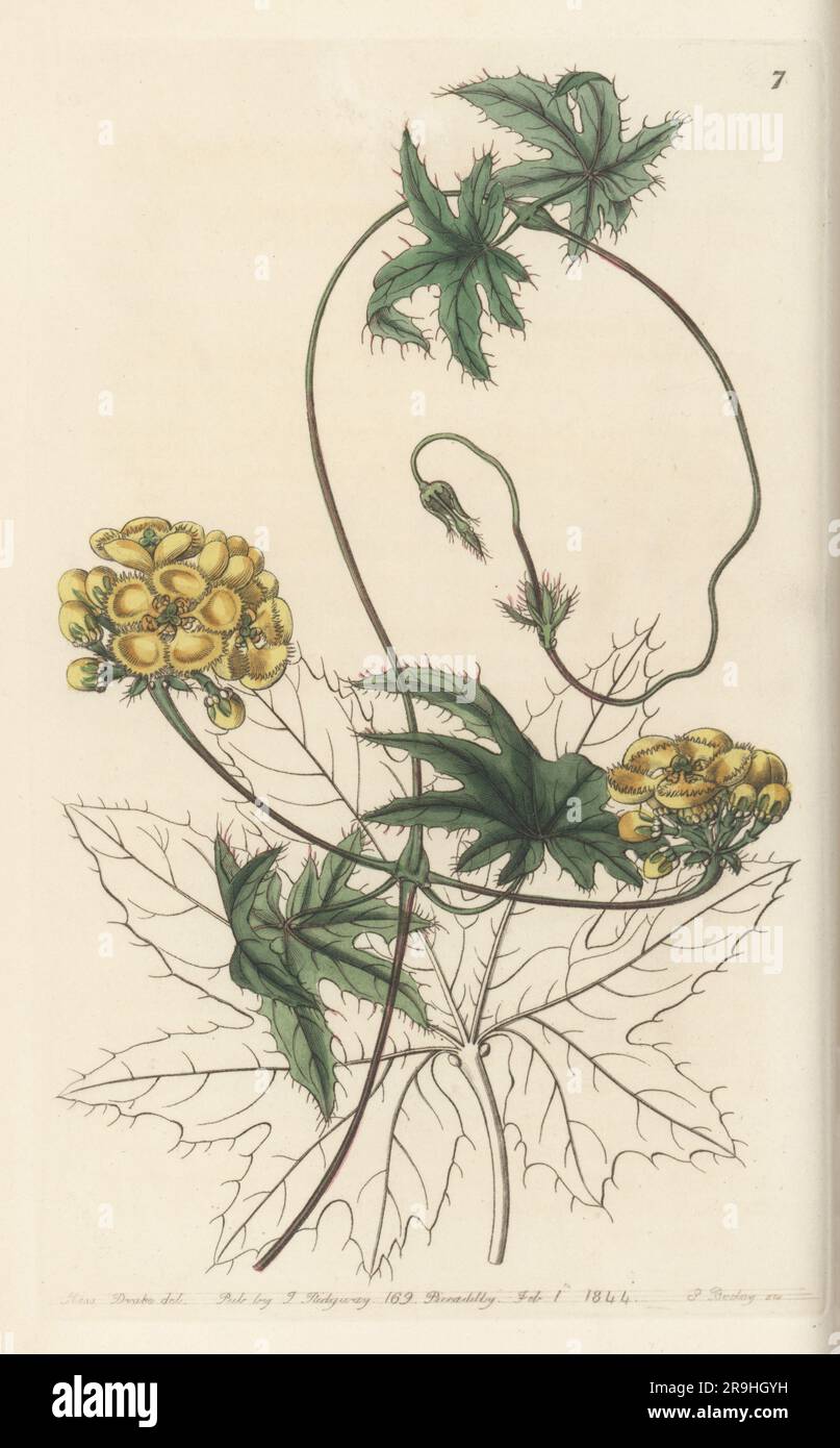 Amazonvine, Stigmaphyllon jatrophifolium. Woody vine native to the Neotropics. Jatropha-leaved stigmaphyllon, Stigmaphyllon jatrophaefolium. Handcoloured copperplate engraving by George Barclay after a botanical illustration by Sarah Drake from Edwards’ Botanical Register, continued by John Lindley, published by James Ridgway, London, 1844. Stock Photo