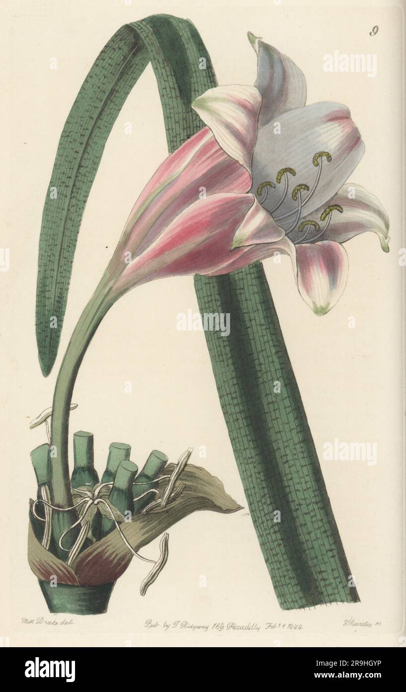 Rose-coloured changeable crinum, Crinum variabile var. roseum. A variety of either Crinum variabile or Crinum capense, both from South Africa. Flowered in the garden of J. H. Slater of Newick Park. Handcoloured copperplate engraving by George Barclay after a botanical illustration by Sarah Drake from Edwards’ Botanical Register, continued by John Lindley, published by James Ridgway, London, 1844. Stock Photo