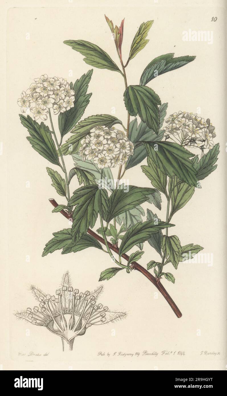 May bush, Spiraea cantoniensis. Introduced from China by English naturalist John Reeves. Mr Reeve's spiraea, Spiraea reevesiana. Handcoloured copperplate engraving by George Barclay after a botanical illustration by Sarah Drake from Edwards’ Botanical Register, continued by John Lindley, published by James Ridgway, London, 1844. Stock Photo