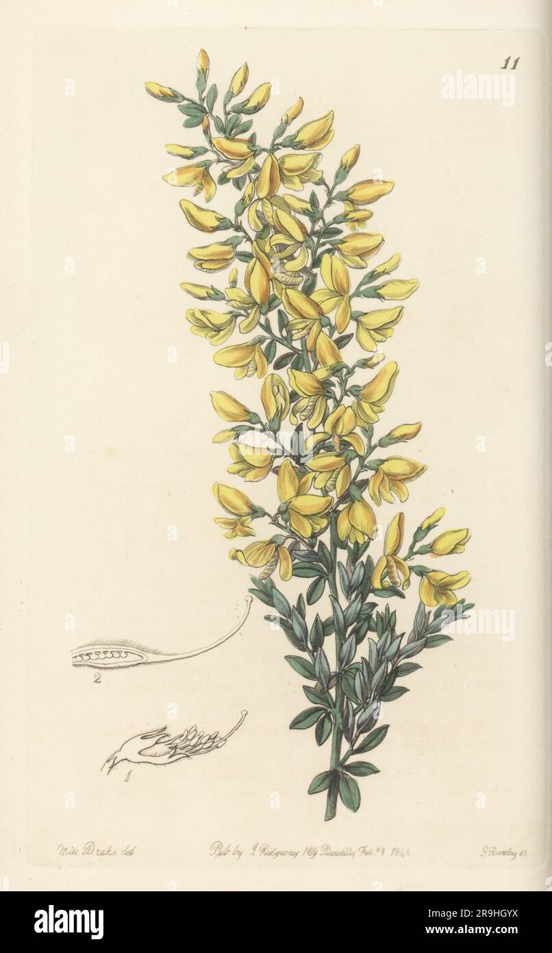 Madeira broom, Genista tenera. Raised by Mr Young, nurseryman of Milford, from seeds sent by William Webb from Madeira. Twiggy broom, Genista virgata. Handcoloured copperplate engraving by George Barclay after a botanical illustration by Sarah Drake from Edwards’ Botanical Register, continued by John Lindley, published by James Ridgway, London, 1844. Stock Photo