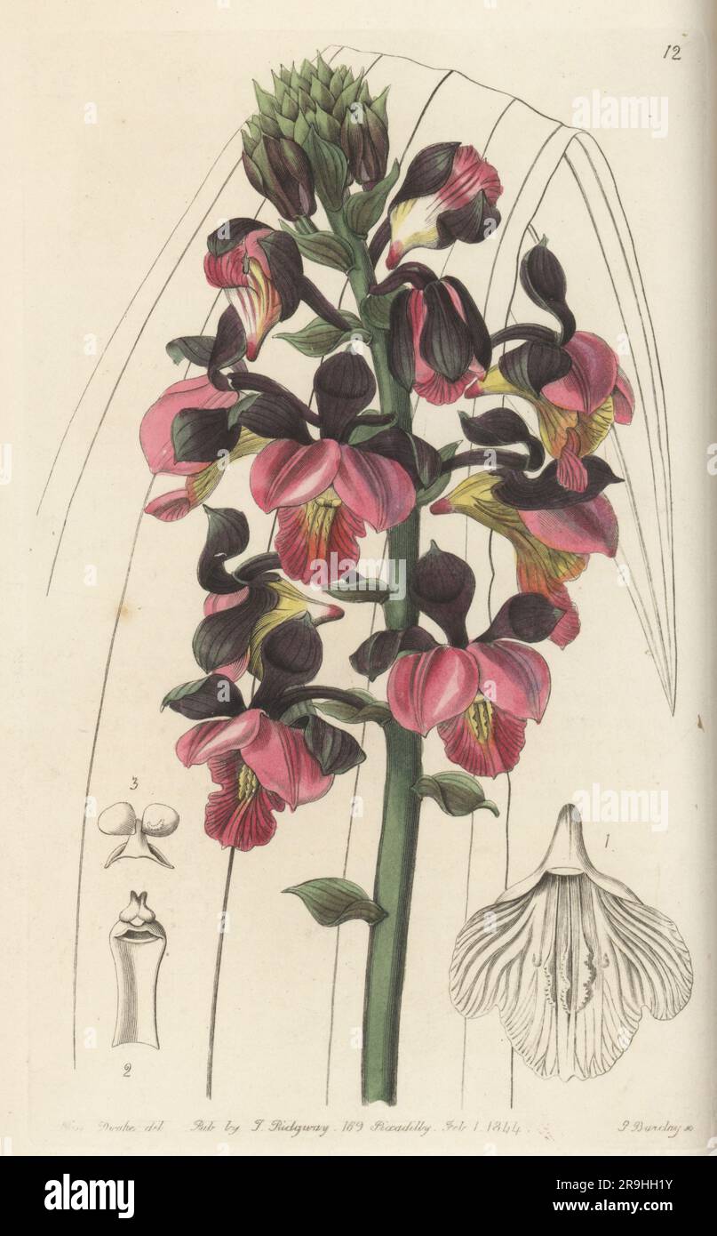 Yellowspike orchid, Polystachya elastica. Sent from Sierra Leone, and raised by orchid collector Mr. Rucker. Rose-coloured lissochilus, Lissochilus roseus. Handcoloured copperplate engraving by George Barclay after a botanical illustration by Sarah Drake from Edwards’ Botanical Register, continued by John Lindley, published by James Ridgway, London, 1844. Stock Photo