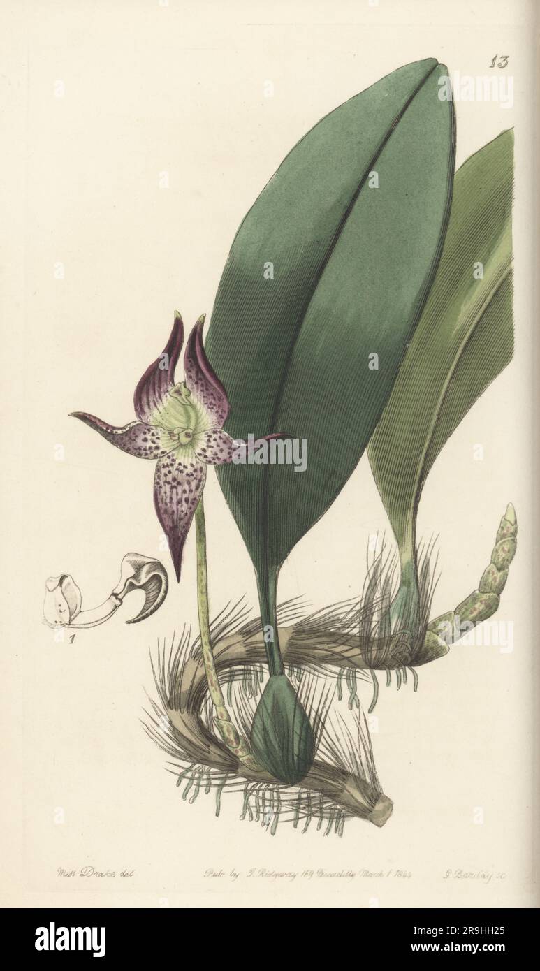 Large-flowered bulbophyllum orchid, Bulbophyllum macranthum. Imported from Singapore by nurseryman George Loddiges. Handcoloured copperplate engraving by George Barclay after a botanical illustration by Sarah Drake from Edwards’ Botanical Register, continued by John Lindley, published by James Ridgway, London, 1844. Stock Photo