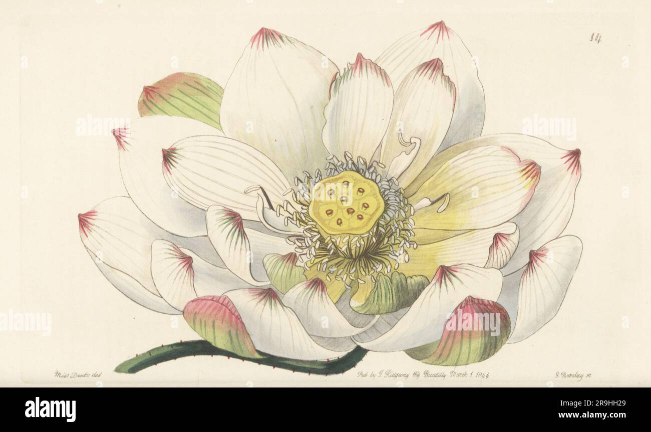 Sacred lotus, Laxmi lotus, Indian lotus, Nelumbo nucifera. From a plant flowered at William Rollisson's Nursery in Tooting. Caspian nelumbium, Nelumbium caspicum, Nelumbium speciosum. Handcoloured copperplate engraving by George Barclay after a botanical illustration by Sarah Drake from Edwards’ Botanical Register, continued by John Lindley, published by James Ridgway, London, 1844. Stock Photo