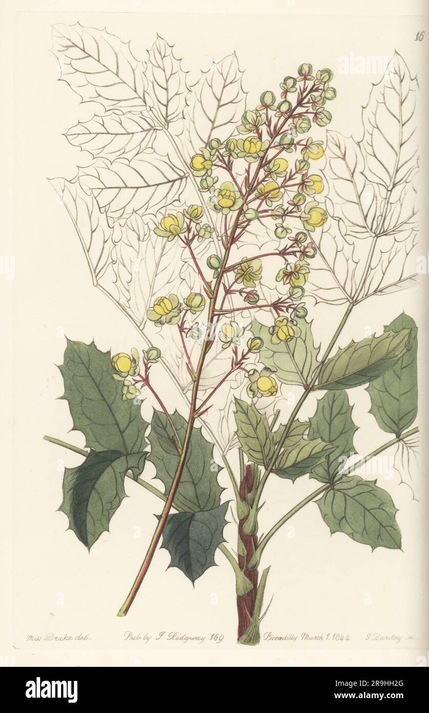 Pale ash-leaved berberry, Berberis pallida. Native to Mexico, and found by plant hunter Karl Theodor Hartweg at Cardonal, Zimapan, and Atotonilco El Grande. Handcoloured copperplate engraving by George Barclay after a botanical illustration by Sarah Drake from Edwards’ Botanical Register, continued by John Lindley, published by James Ridgway, London, 1844. Stock Photo