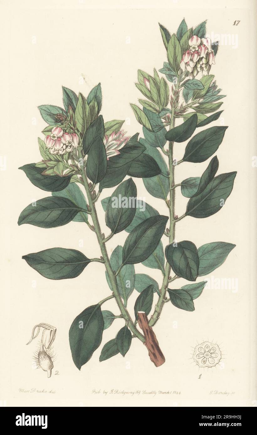 Pointleaf manzanita, pinguica, manzanilla or pungent bearberry, Arctostaphylos pungens. Introduced to the Horticultural Society by plant hunter Karl Theodor Hartweg who found it in Mexico. Handcoloured copperplate engraving by George Barclay after a botanical illustration by Sarah Drake from Edwards’ Botanical Register, continued by John Lindley, published by James Ridgway, London, 1844. Stock Photo