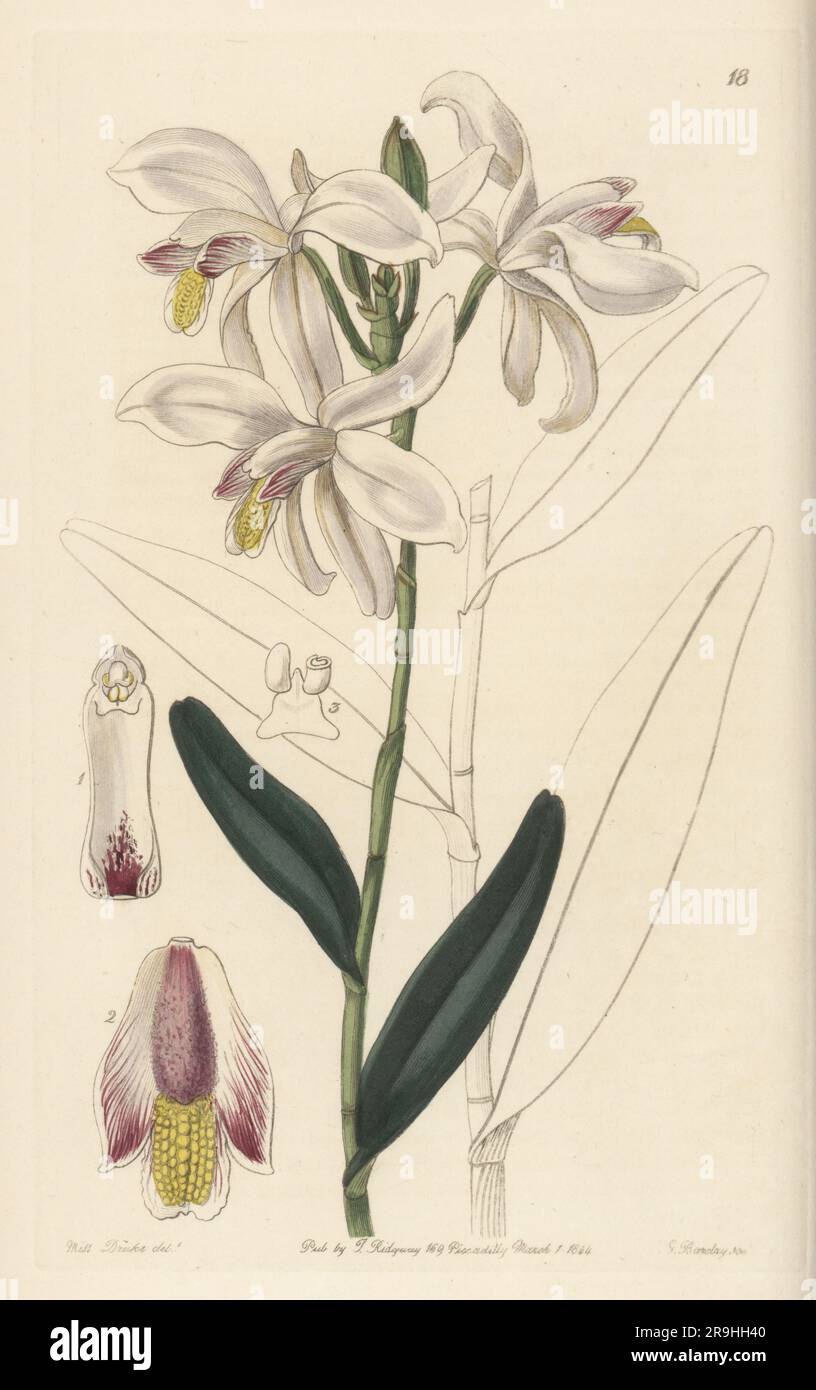 Pale reed orchid, Bromheadia finlaysoniana. Native to Indochina and Australia, originally named Grammatophyllum finlaysonianum. Found by orchid collector George Finlayson in Singapore. Marsh bromheadia, Bromheadia palustris. Handcoloured copperplate engraving by George Barclay after a botanical illustration by Sarah Drake from Edwards’ Botanical Register, continued by John Lindley, published by James Ridgway, London, 1844. Stock Photo