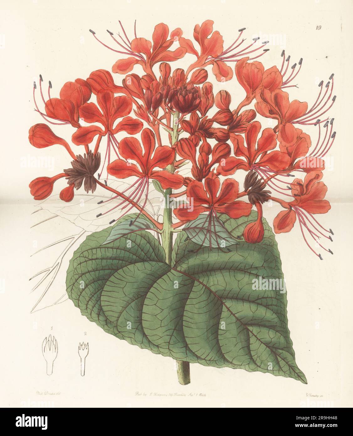 Bhat or hill glory bower, Clerodendrum infortunatum. Used in traditional Indian medicine and ayurveda. Flowered at the Duke of Northumberland's garden at Sion from seeds sent from Ceylon (Sri Lanka) by plant hunter Mr. Nightingale. Unlucky clerodendron, Clerodendron infortunatum. Handcoloured copperplate engraving by George Barclay after a botanical illustration by Sarah Drake from Edwards’ Botanical Register, continued by John Lindley, published by James Ridgway, London, 1844. Stock Photo