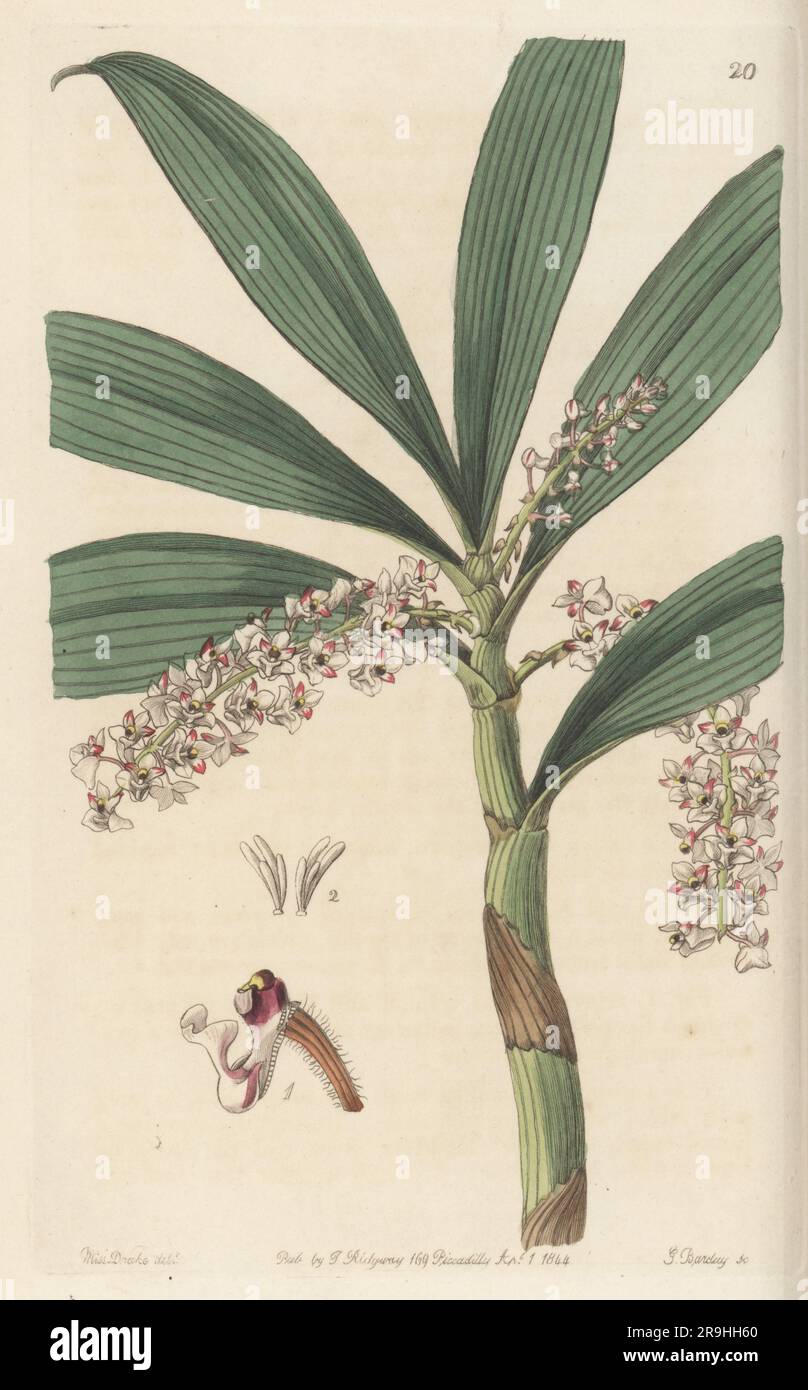 Pinalia floribunda orchid. Found in Myanmar, Thailand, Malaysia, Indonesia, and the Philippines, imported from Singapore by nurseryman George Loddiges. Many-flowered eria, Eria floribunda. Handcoloured copperplate engraving by George Barclay after a botanical illustration by Sarah Drake from Edwards’ Botanical Register, continued by John Lindley, published by James Ridgway, London, 1844. Stock Photo