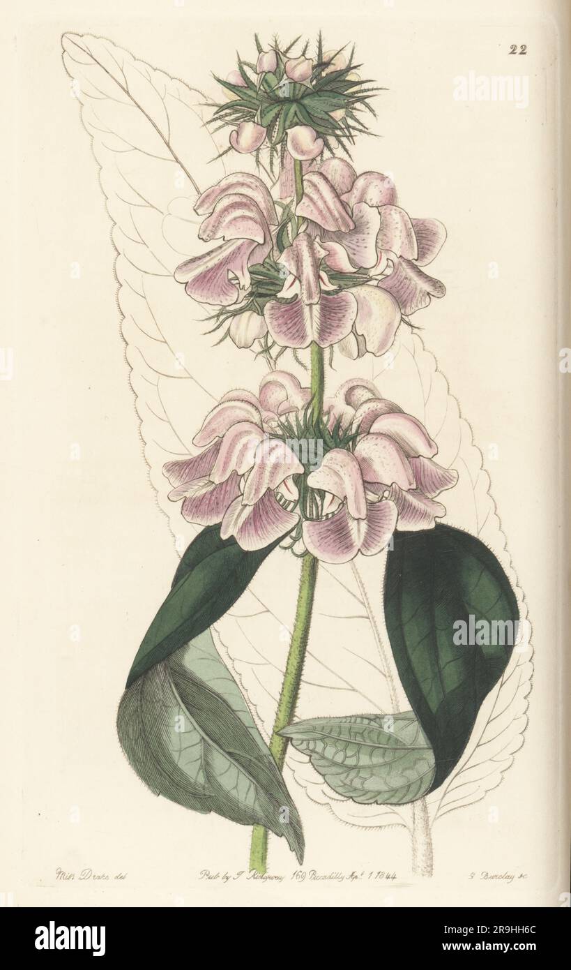Kashmir sage or Cashmere phlomis, Phlomis cashmeriana. Raised at the Horticultural Society garden from seeds sent from Kashmir by botanist Dr John Forbes Royle. Handcoloured copperplate engraving by George Barclay after a botanical illustration by Sarah Drake from Edwards’ Botanical Register, continued by John Lindley, published by James Ridgway, London, 1844. Stock Photo