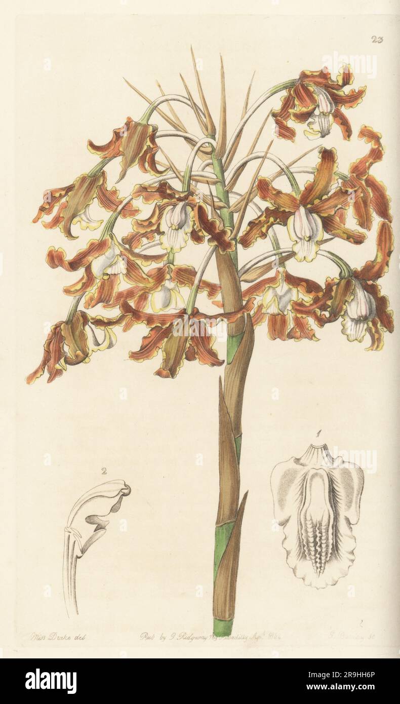 Laelia marginata orchid. Sent by explorer Sir Robert Hermann Schomburgk to Mrs Marryat from Suriname. Crisp-flowered schomburgkia, Schomburgkia crispa. Handcoloured copperplate engraving by George Barclay after a botanical illustration by Sarah Drake from Edwards’ Botanical Register, continued by John Lindley, published by James Ridgway, London, 1844. Stock Photo