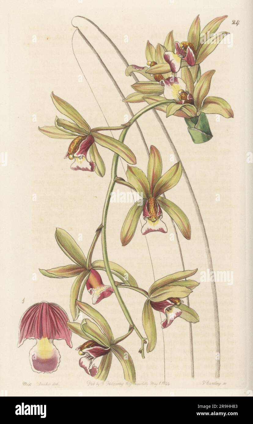 Boat orchid, Cymbidium finlaysonianum. Named for orchid collector George Finlayson. Found by plant hunter Hugh Cuming in Singapore and imported by nurseryman George Loddiges. Short-lipped thick-leaved cymbidium, Cymbidium pendulum var. brevilabre. Handcoloured copperplate engraving by George Barclay after a botanical illustration by Sarah Drake from Edwards’ Botanical Register, continued by John Lindley, published by James Ridgway, London, 1844. Stock Photo