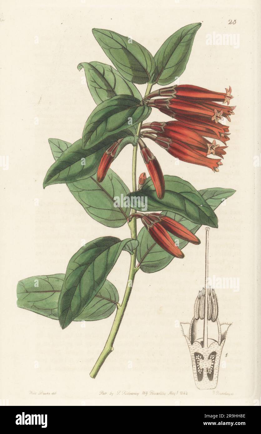 Macleania insignis. Named for Scottish plant merchant John Maclean of Lima, Peru. Long-flowered macleania, Macleania longiflora. Handcoloured copperplate engraving by George Barclay after a botanical illustration by Sarah Drake from Edwards’ Botanical Register, continued by John Lindley, published by James Ridgway, London, 1844. Stock Photo