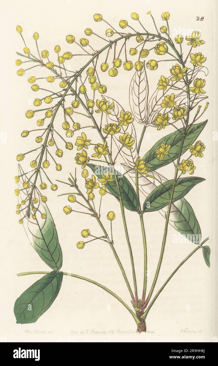 Thin ash-leaved berberry, Berberis tenuifolia. Native to Cuba and Mexico, found by plant hunter Karl Theodor Hartweg at Zaquapam, and raised in the Horticultural Society garden. Handcoloured copperplate engraving by George Barclay after a botanical illustration by Sarah Drake from Edwards’ Botanical Register, continued by John Lindley, published by James Ridgway, London, 1844. Stock Photo