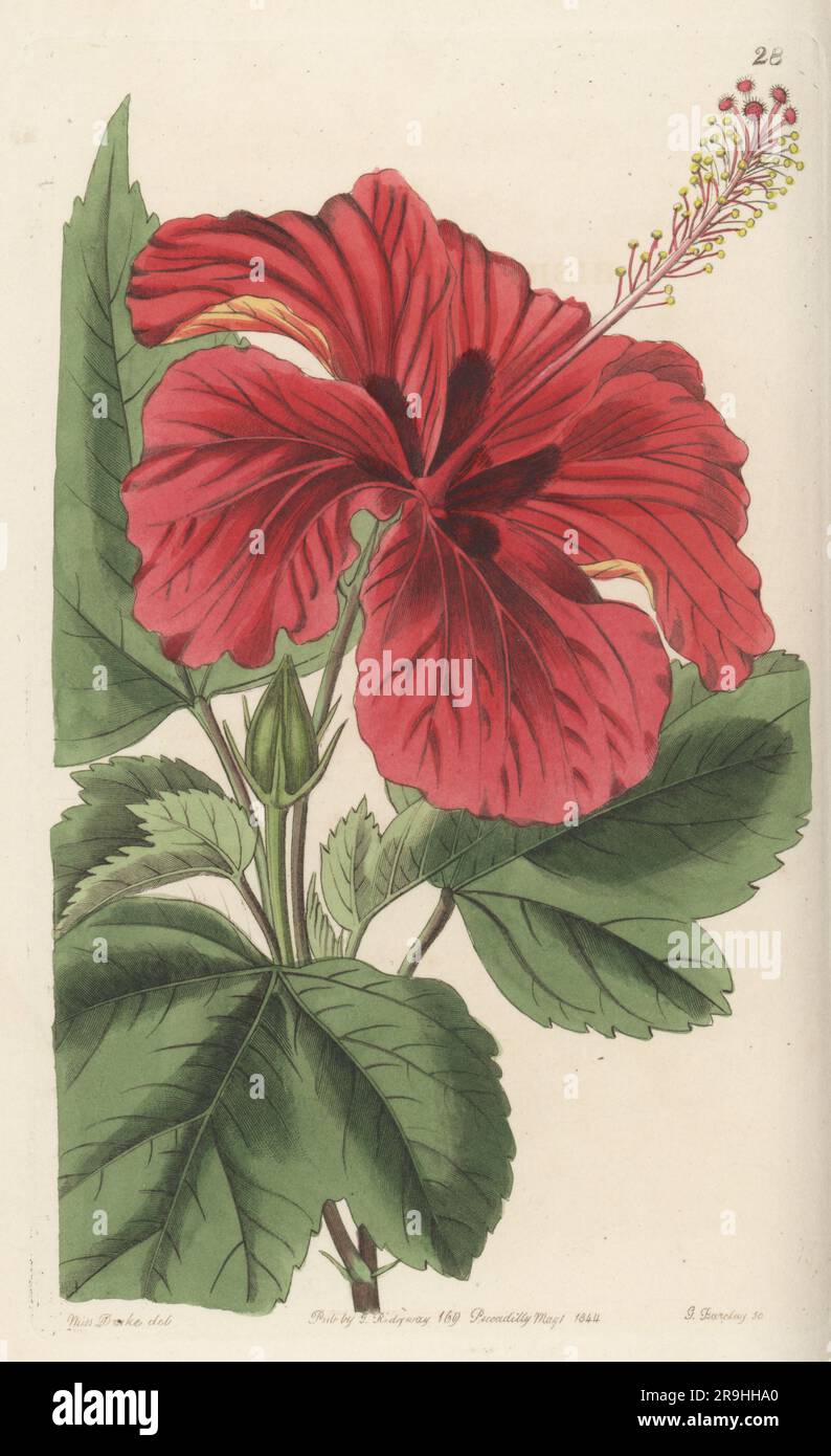 Hybrid rose mallow. Hibiscus cameroni-fulgens, garden variety. Hybrid of Hibiscus cameronii and Hibiscus fulgens (Hibiscus rosa-sinensis), raised by nurseryman William Rollisson of Tooting. Handcoloured copperplate engraving by George Barclay after a botanical illustration by Sarah Drake from Edwards’ Botanical Register, continued by John Lindley, published by James Ridgway, London, 1844. Stock Photo