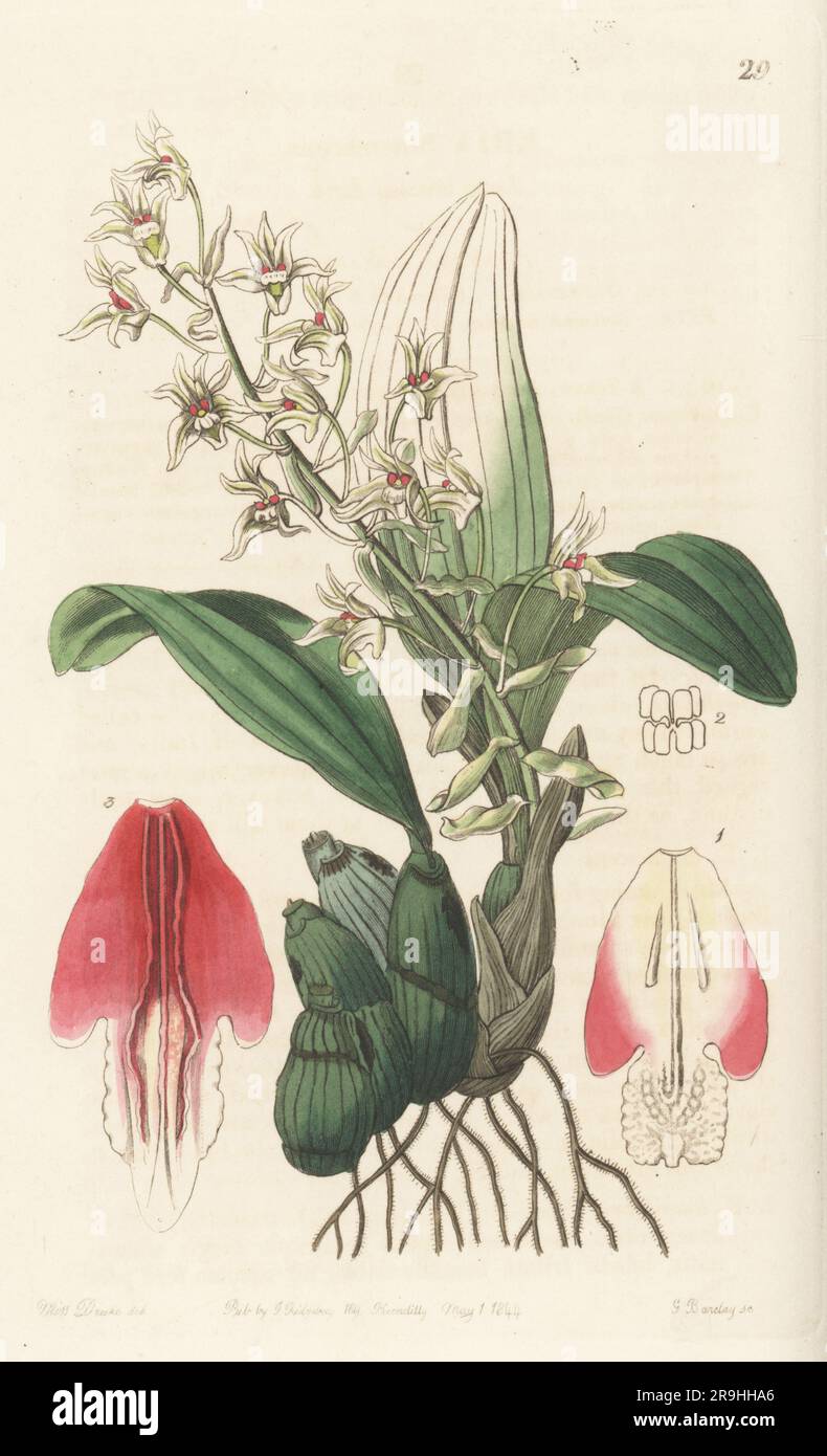 Pinalia bractescens orchid. Native of India and southeast Asia. Found by plant hunter Hugh Cuming in Singapore and by botanist William Griffith near Moulmain in Burma. Long-bracted eria, Eria bractescens. Handcoloured copperplate engraving by George Barclay after a botanical illustration by Sarah Drake from Edwards’ Botanical Register, continued by John Lindley, published by James Ridgway, London, 1844. Stock Photo