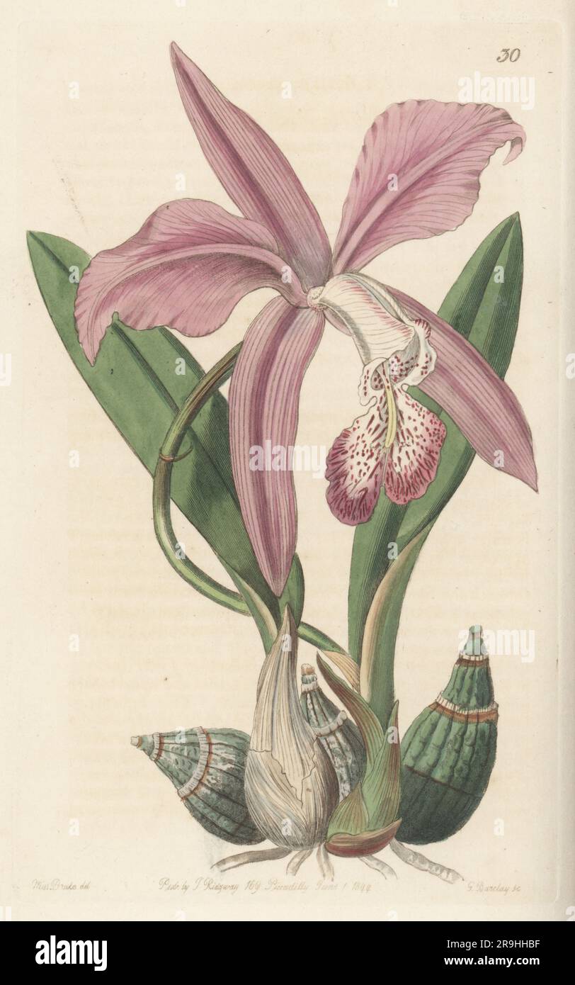 Mayflower orchid, flor de Mayo, Laelia speciosa. Found in Mexico and Guatelama. Sent from Mexico by botanist Dr. Schiede. The May-flower laelia, Laelia majalis. Handcoloured copperplate engraving by George Barclay after a botanical illustration by Sarah Drake from Edwards’ Botanical Register, continued by John Lindley, published by James Ridgway, London, 1844. Stock Photo