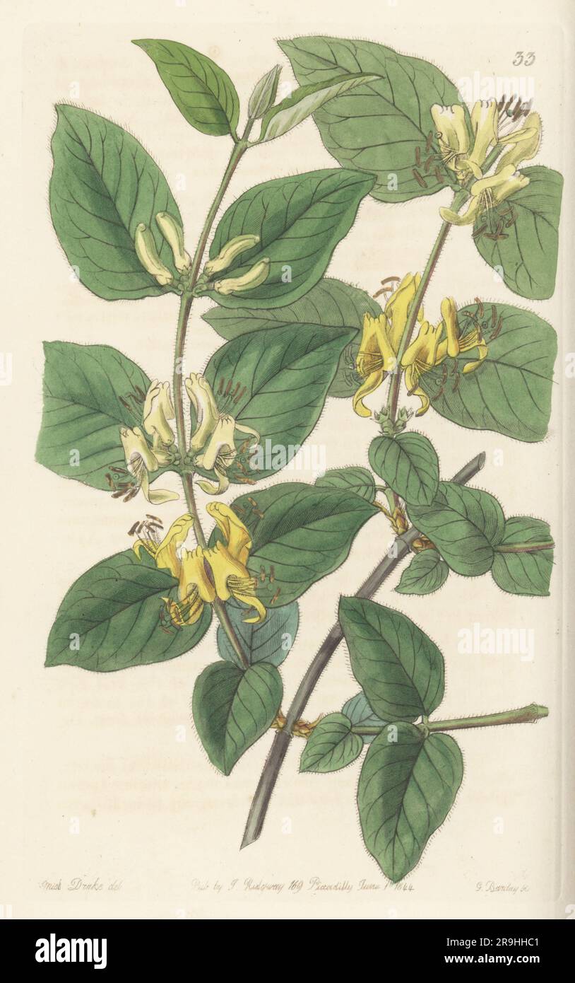 Various-leaved fly honeysuckle, Lonicera diversifolia. Sent to Dr Nathaniel Wallich from Gurwhal and Kamaon, botanist Dr John Forbes Royle found it in northern India. Handcoloured copperplate engraving by George Barclay after a botanical illustration by Sarah Drake from Edwards’ Botanical Register, continued by John Lindley, published by James Ridgway, London, 1844. Stock Photo