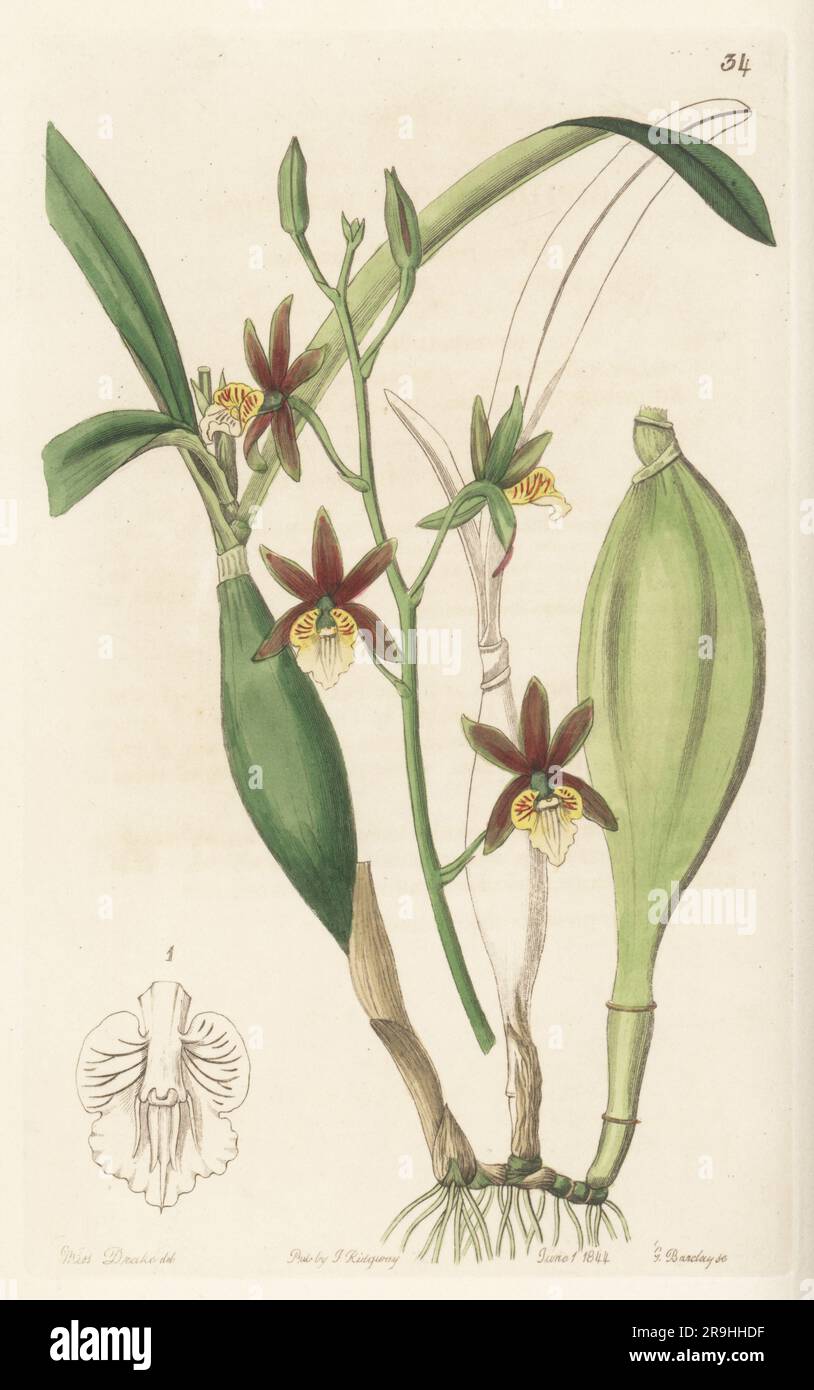 Prosthechea pterocarpa orchid. Native to Mexico, raised by nurseryman George Loddiges in London. Wing-fruited epidendrum, Epidendrum pterocarpum. Handcoloured copperplate engraving by George Barclay after a botanical illustration by Sarah Drake from Edwards’ Botanical Register, continued by John Lindley, published by James Ridgway, London, 1844. Stock Photo