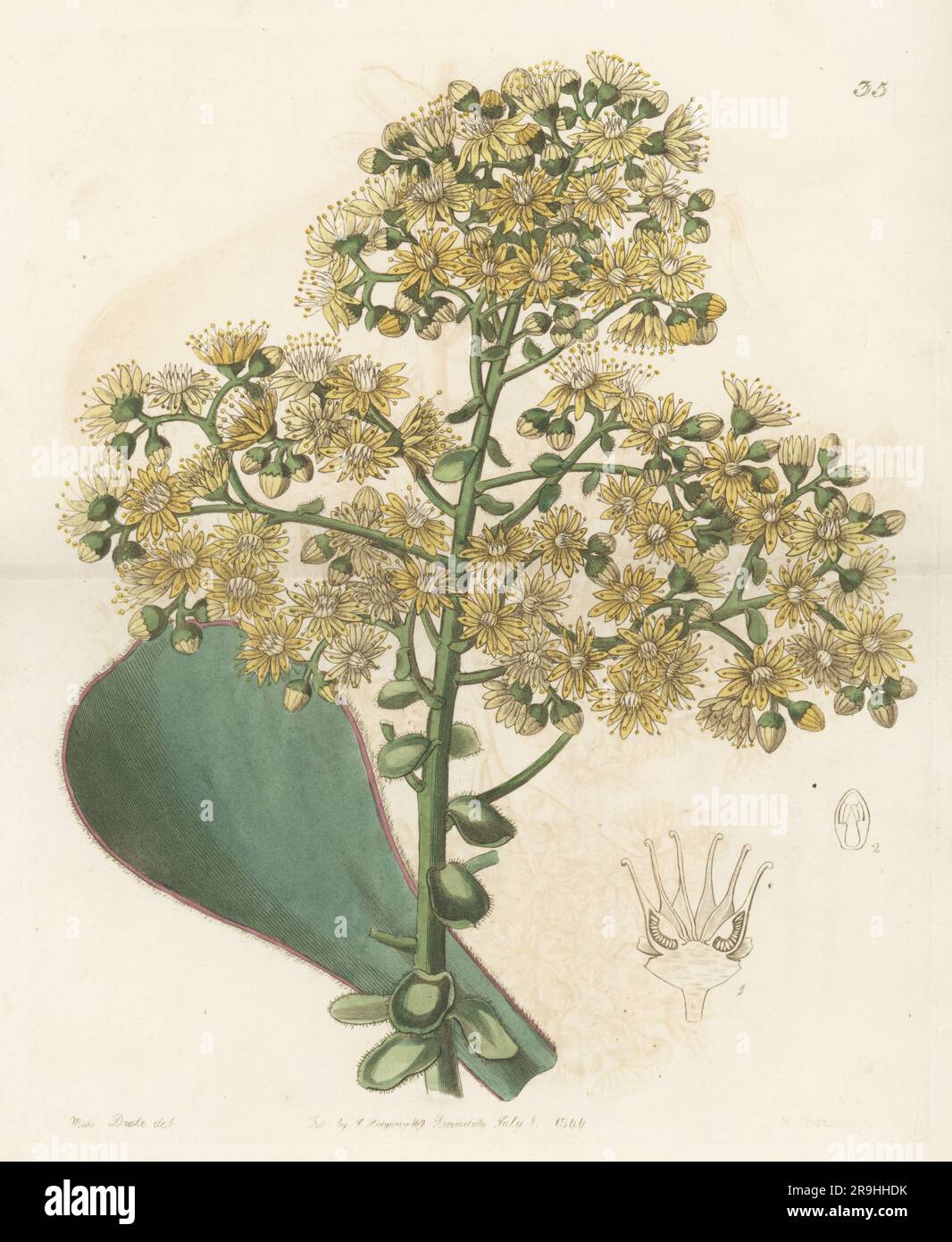 Aeonium undulatum. Succulent, evergreen flowering plant found by Barker Webb in Gran Canaria in the Canary Islands and flowered at William Young's nursery in Milford. Mr Young's houseleek, Aeonium youngianum. Handcoloured copperplate engraving by George Barclay after a botanical illustration by Sarah Drake from Edwards’ Botanical Register, continued by John Lindley, published by James Ridgway, London, 1844. Stock Photo