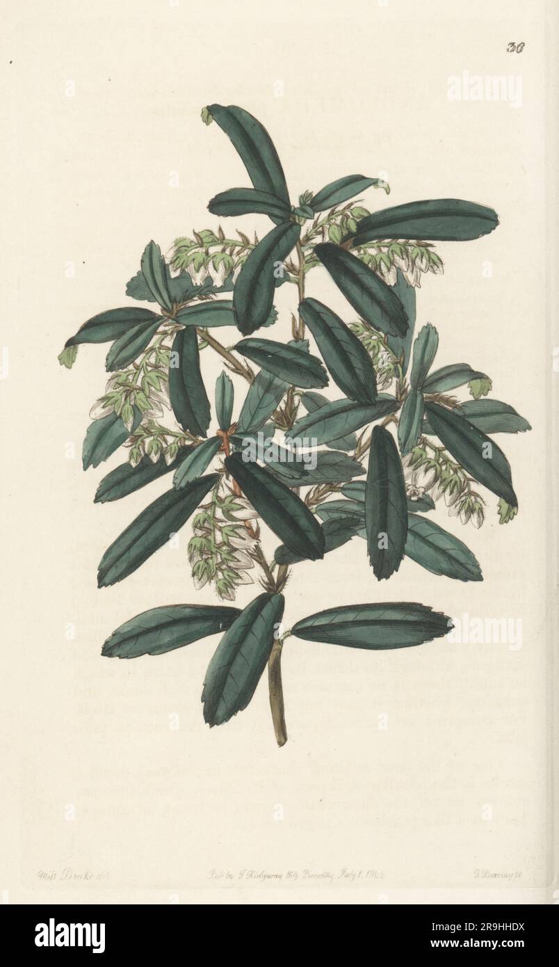 Climbing fetterbush, Pieris phillyreifolia. Phyllirea-leaved andromeda, Andromeda phyllireaefolia. Discovered in Apalachicola, West Florida by Scottish botanist Thomas Drummond and introduced by nurseryman George Loddiges. Handcoloured copperplate engraving by George Barclay after a botanical illustration by Sarah Drake from Edwards’ Botanical Register, continued by John Lindley, published by James Ridgway, London, 1844. Stock Photo