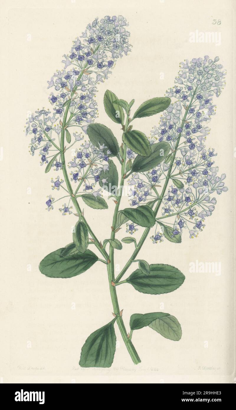 Blueblossom, blue blossom ceanothus or thyrse-bearing ceanothus, Ceanothus thyrsiflorus. Evergreen shrub native to Oregon and California, collected by Scottish botanist David Douglas. Flowered at the garden of the Horticultural Society. Handcoloured copperplate engraving by George Barclay printed in blue ink after a botanical illustration by Sarah Drake from Edwards’ Botanical Register, continued by John Lindley, published by James Ridgway, London, 1844. Stock Photo