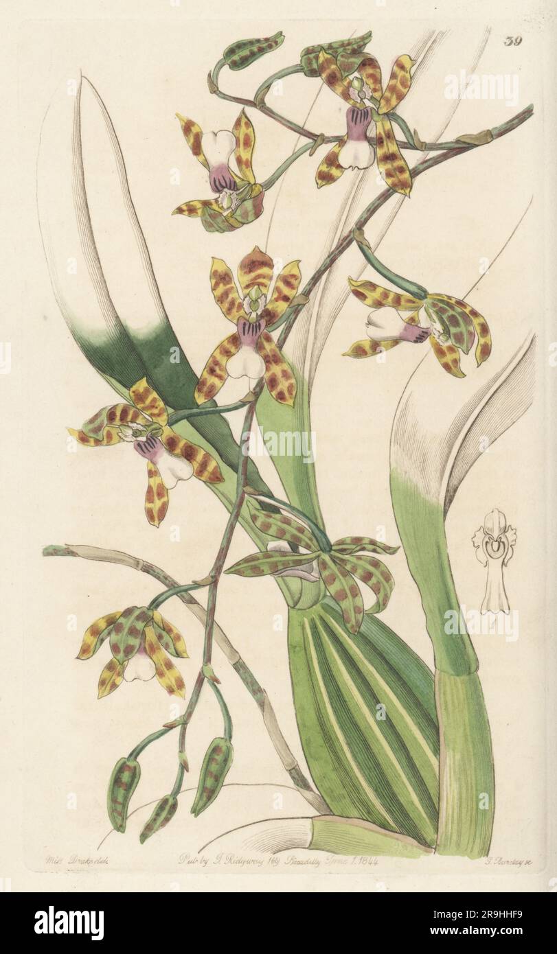 Oncidium laeve epiphytic orchid. Native to Mexico and Central America. Found by George Ure Skinner and Karl Theodor Hartweg in Guatemala. Flowered in the garden of the Horticultural Society. Smooth-lipped odontoglossum, Odontoglossum laeve. Handcoloured copperplate engraving by George Barclay after a botanical illustration by Sarah Drake from Edwards’ Botanical Register, continued by John Lindley, published by James Ridgway, London, 1844. Stock Photo