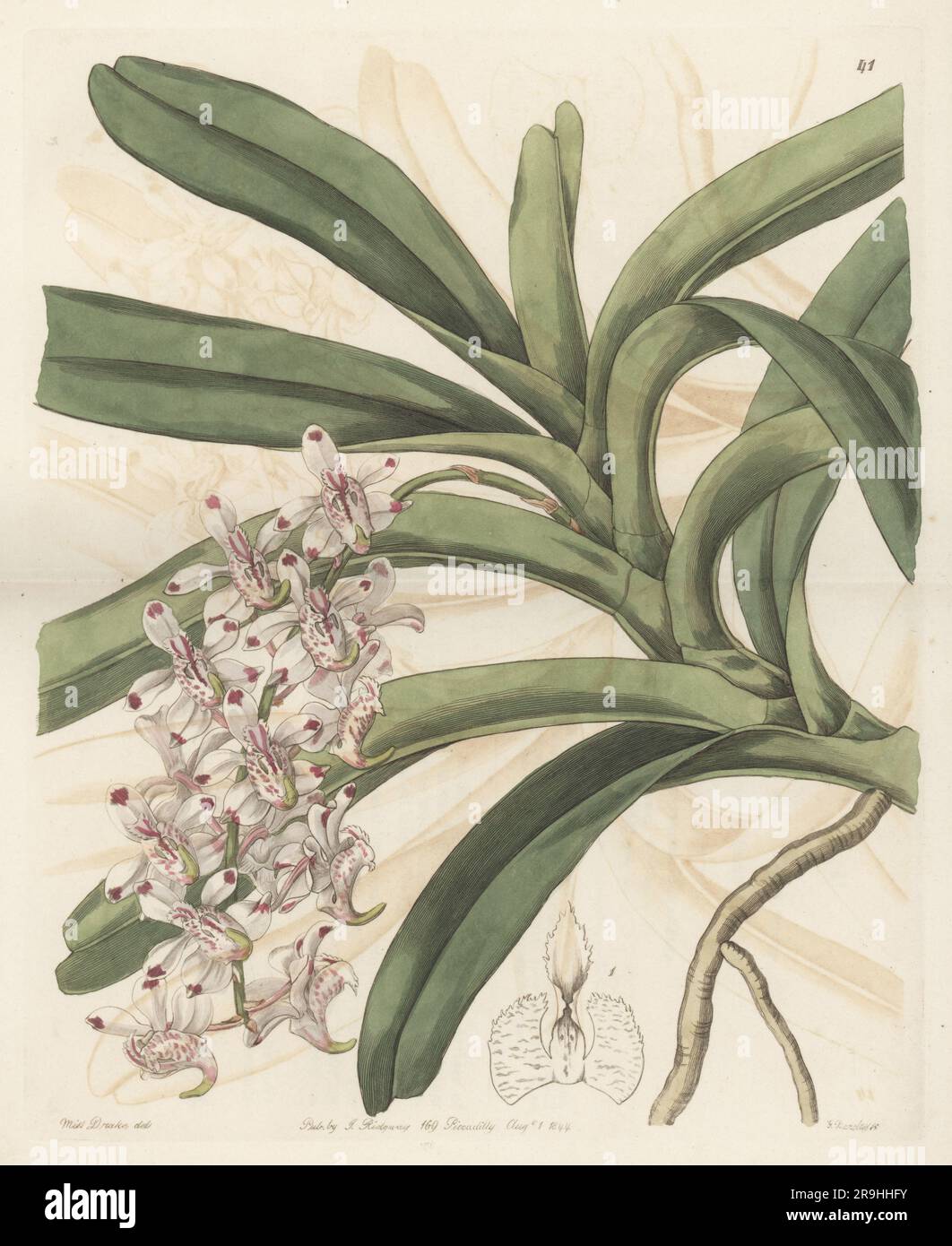 Aerides odorata orchid, endangered. Native to Southeast Asia and China. Imported from Java and flowered at George Loddiges' nursery. Green-leaved air plant, Aerides virens. Handcoloured copperplate engraving by George Barclay after a botanical illustration by Sarah Drake from Edwards’ Botanical Register, continued by John Lindley, published by James Ridgway, London, 1844. Stock Photo