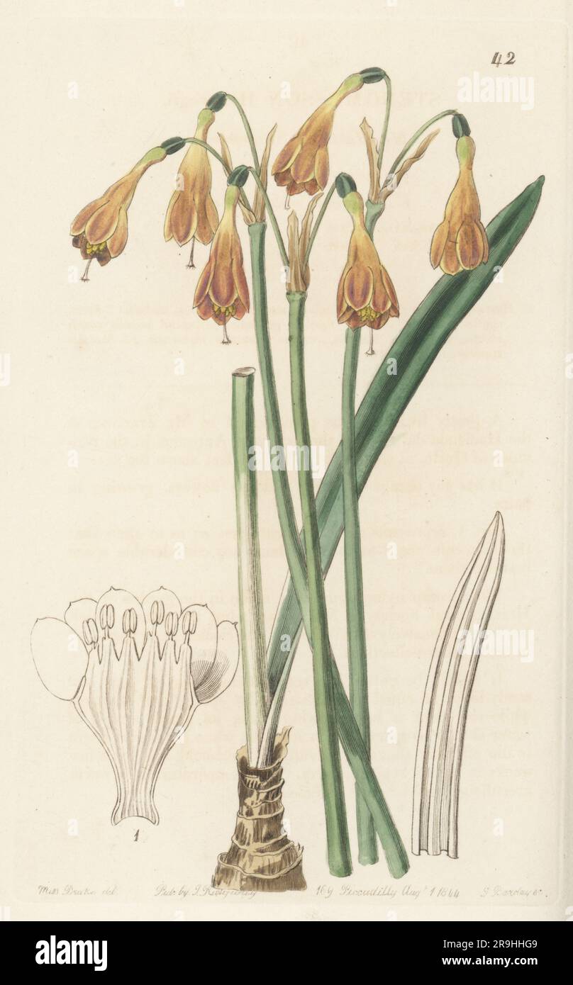 Stenomesson aurantiacum. Native to Colombia, Ecuador and Peru. Found by plant hunter Karl Theodor Hartweg at the Hacienda of Ixo, Quito province, Peru. Mr. Hartweg's stenomesson, Stenomesson hartwegii. Handcoloured copperplate engraving by George Barclay after a botanical illustration by Sarah Drake from Edwards’ Botanical Register, continued by John Lindley, published by James Ridgway, London, 1844. Stock Photo