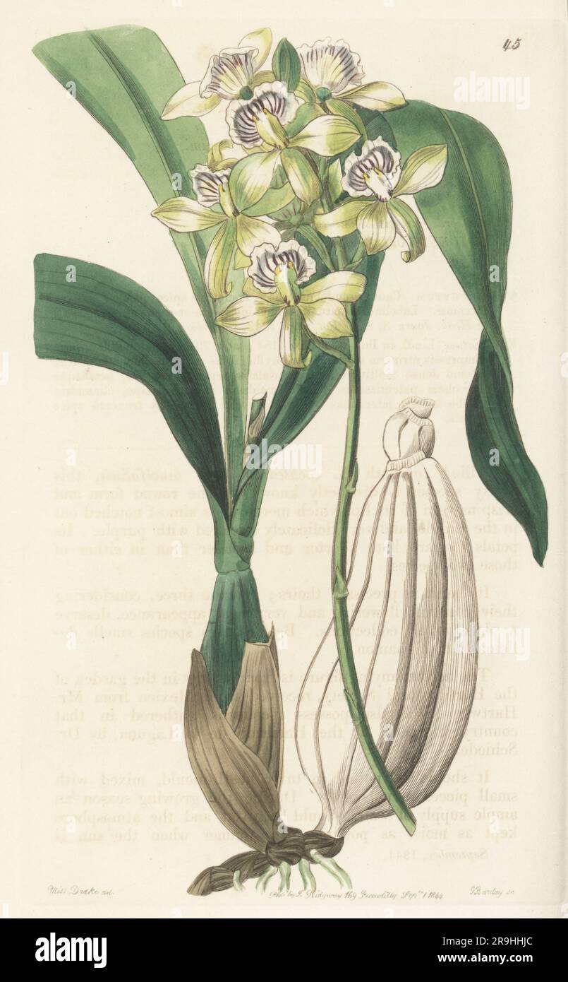 Appendage orchid, Prosthechea radiata. Plant sent by plant hunter Karl Theodor Hartweg from Mexico and flowered in the garden of the Horticultural Society. Ray-flowered epidendrum, Epidendrum radiatum. Handcoloured copperplate engraving by George Barclay after a botanical illustration by Sarah Drake from Edwards’ Botanical Register, continued by John Lindley, published by James Ridgway, London, 1844. Stock Photo
